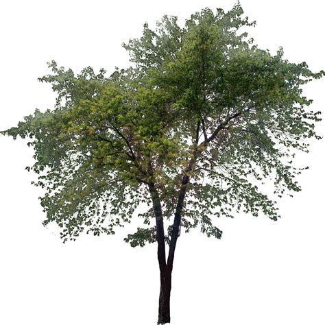png tree|Free Tree PNG Images With Transparent Background.